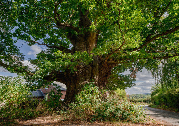 Tree and Woodland Greeting Card. The Great Oak, Eardisley by Charles Sainsbury-Plaice