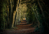 Beech lined track at Tidgrove Warren