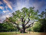 The Major Oak, Sherwood Forest limited edition print by Charles Sainsbury-Plaice