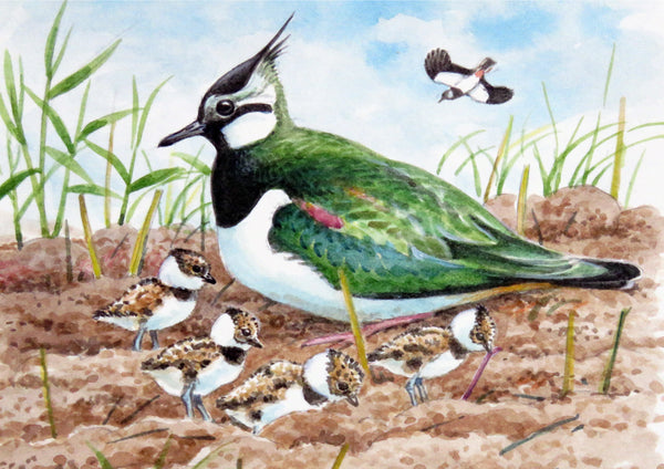 Bird greeting card. Lapwings by David Thelwell