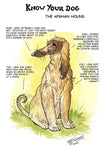 Afghan Hound Dog Greeting Card by Dick Twinney