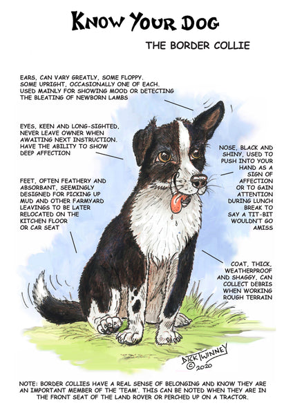 Border Collie Dog Greeting Card by Dick Twinney