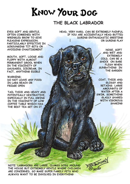 Know Your Dog Black Labrador Greeting Card by Dick Twinney