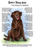 Chocolate Labrador Dog Greeting Card by Dick Twinney