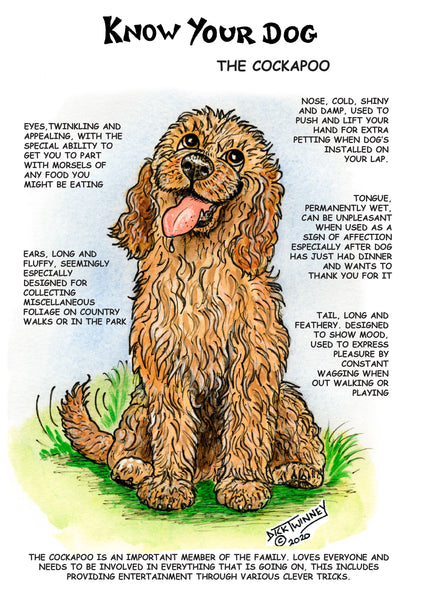"Know Your Dog" Cockapoo Greeting Card by Dick Twinney