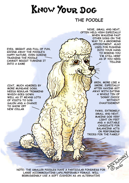 "Know Your Dog" Poodle Greeting Card by Dick Twinney