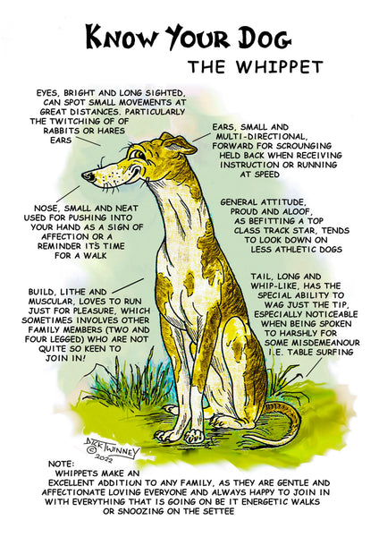 "Know Your Dog" Whippet Greeting Card by Dick Twinney