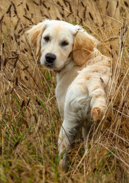 Golden Retriever dog / puppy A5 greeting card