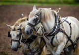 Heavy Horse Greeting Card – A5 Size (Folded) Stunning Draft Horse Scene by Charles Sainsbury-Plaice