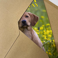 birthday card fox red labrador puppy