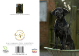 Product Title: Black Labrador Dog Greeting Card – A5 Size (Folded) | Featuring Puppy in Wheelbarrow | Eco-Friendly & UK Printed | Photography by Charles Sainsbury-Plaice