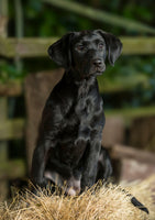 Product Title: Black Labrador Dog Greeting Card – A5 Size (Folded) | Featuring Puppy on Hay Bale | Eco-Friendly & UK Printed | Photography by Charles Sainsbury-Plaice