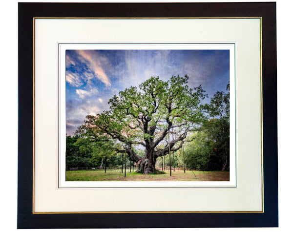 The Major Oak, Sherwood Forest limited edition print by Charles Sainsbury-Plaice