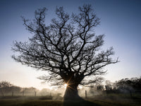 Ancient oak tree at sunset.. Limited edition fine art photograph by Charles Sainsbury-Plaice