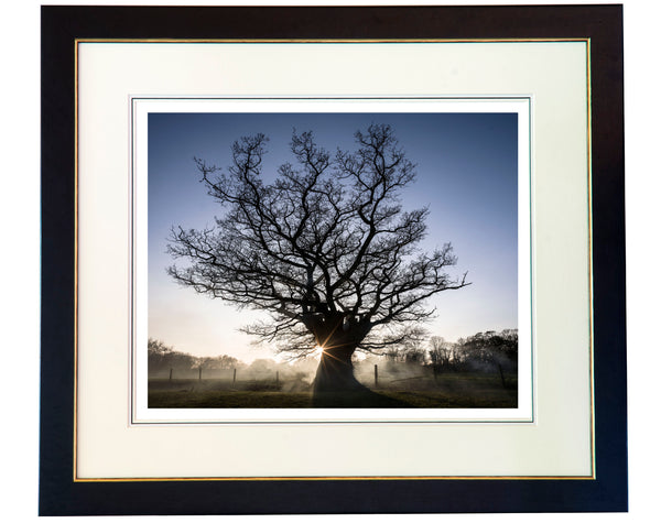 Ancient oak tree fine art photograph. Oak tree at sunset.