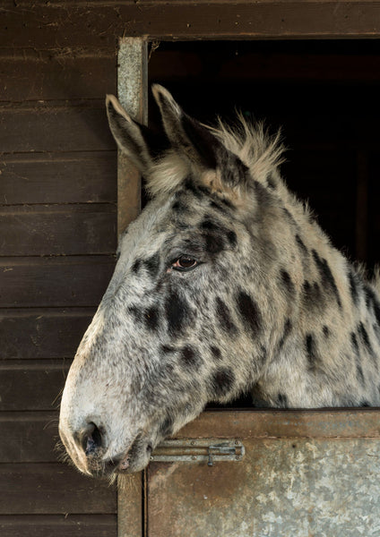 Spotty Mule Greeting Card for Horse Lovers and Muleteers