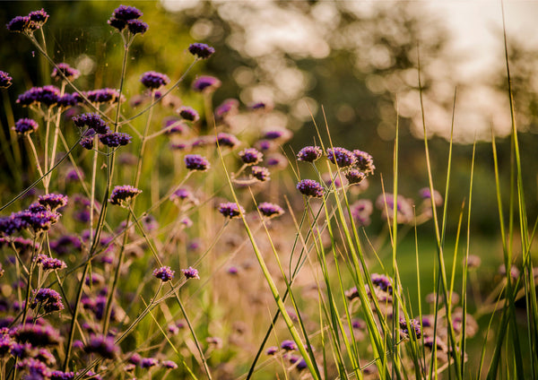 Gardening Greeting Card – A5 Size (Folded) | Featuring Elegant Verbena Flowers (Copy)