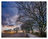 Impression en édition limitée Beech Trees &amp; Sunset par Charles Sainsbury-Plaice