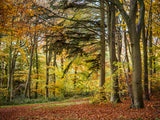 autumn trees greeting card