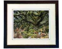 Wistman's Wood limited edition print by Charles Sainsbury-Plaice