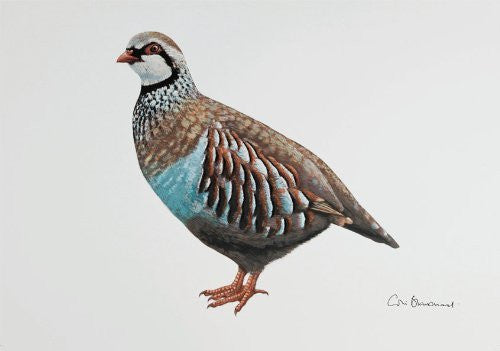 French partridge greeting card by Colin Blanchard.