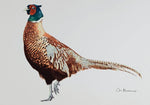 Cock pheasant greeting card by Colin Blanchard