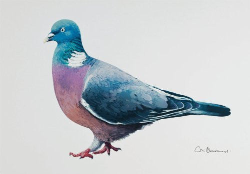 Woodpigeon greeting card by Colin Blanchard.