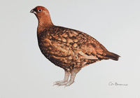 Grouse greeting card by Colin Blanchard