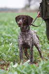 German Shorthaired Pointer greeting card by Charles Sainsbury-Plaice