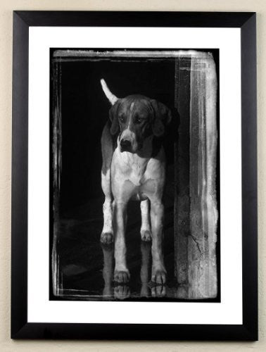 Hunting limited edition framed print. The Expectant Hound by Charles Sainsbury-Plaice