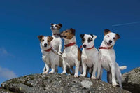 Jack Russell terrier greeting card by Charles Sainsbury-Plaice