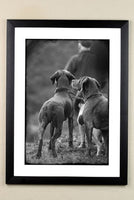 Shooting and Working Dog limited edition framed print. The Picking Up team by Charles Sainsbury-Plaice