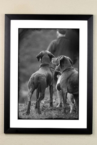 Shooting and Working Dog limited edition framed print. The Picking Up team by Charles Sainsbury-Plaice