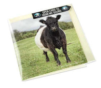 Belted Galloway Cow Greeting Card with sound