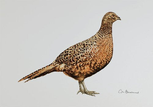 Hen pheasant greeting card by Colin Blanchard.