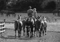 Polo and horses greeting card by Charles Sainsbury-Plaice