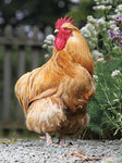 Buff orpington chicken cockerel