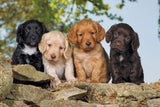 Four cocker spaniel puppies with black, cream, golden and brown coats sitting on a stone wall.