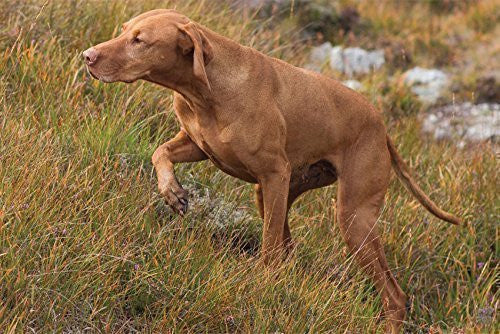 Hungarian Vizsla on point Greeting Card. Large A5 size with envelope. Blank on the inside for all occasions