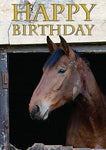 Horse Birthday Card. Resting hunter by Charles Sainsbury-Plaice