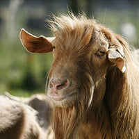 Golden Guernsey Goat Greeting Card with Sound