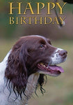 Springer Spaniel birthday card by Charles Sainsbury-Plaice