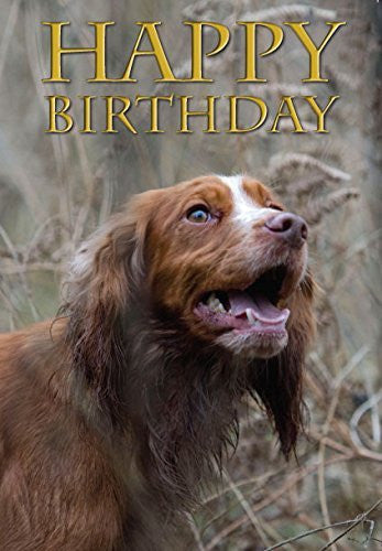 Cocker spaniel dog birthday card by Charles Sainsbury-Plaice