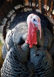 Turkey greeting card by Charles Sainsbury-Plaice