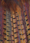Pheasant Tail Feathers A5 Greeting Card by Charles Sainsbury-Plaice CSP