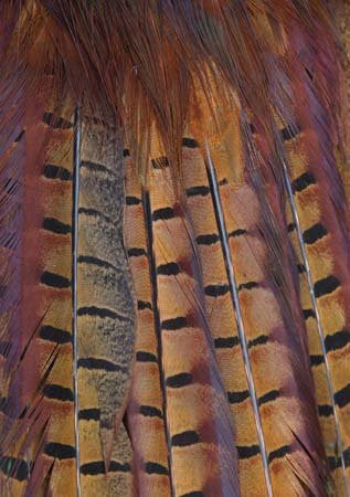 Pheasant Tail Feathers A5 Greeting Card by Charles Sainsbury-Plaice CSP