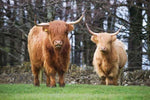 Bovins des Highlands Carte de vœux