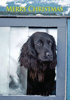 Working Cocker Spaniel Dog in Land Rover Christmas Card