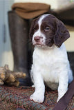 Liver-and-white Springer spaniel puppy sitting on netting beside a pair of boots.