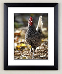 Chicken limited edition print. Silver Sebright by Charles Sainsbury-Plaice